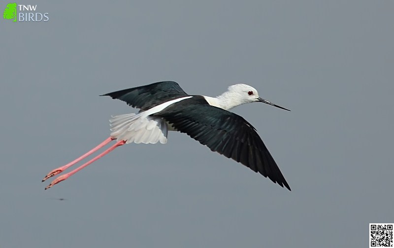 Black-winged Stilt